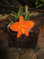 Image of Scarlet Cattleya