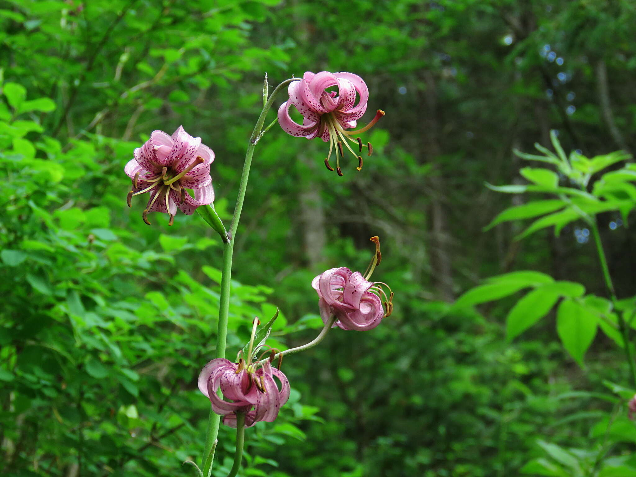 Image of Lilium martagon var. pilosiusculum Freyn