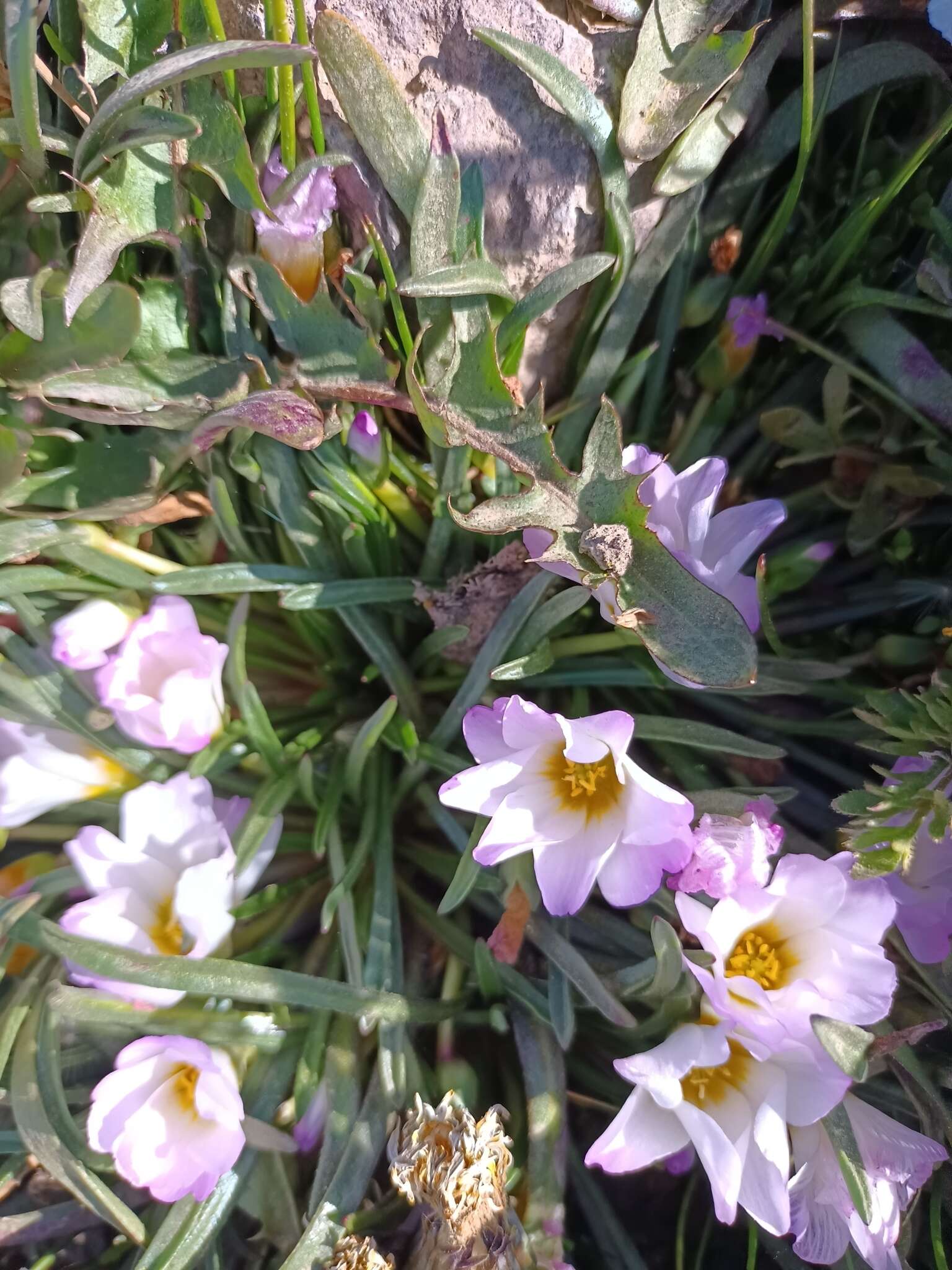 Image of Calandrinia affinis Gill. ex Arn.