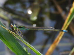 Image of Senegal bluetail