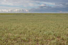 Image of Artemisia pauciflora