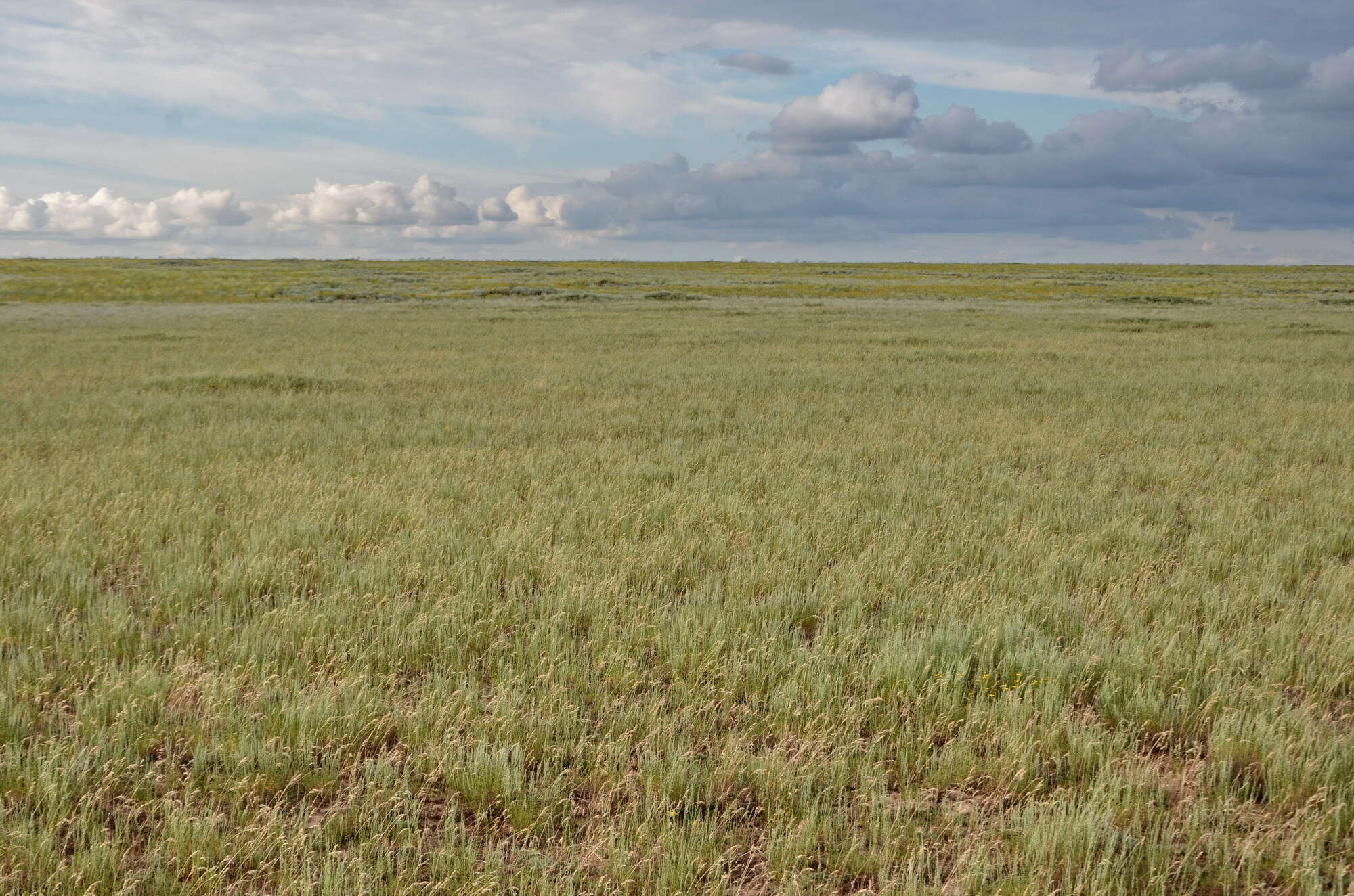 Image of Artemisia pauciflora