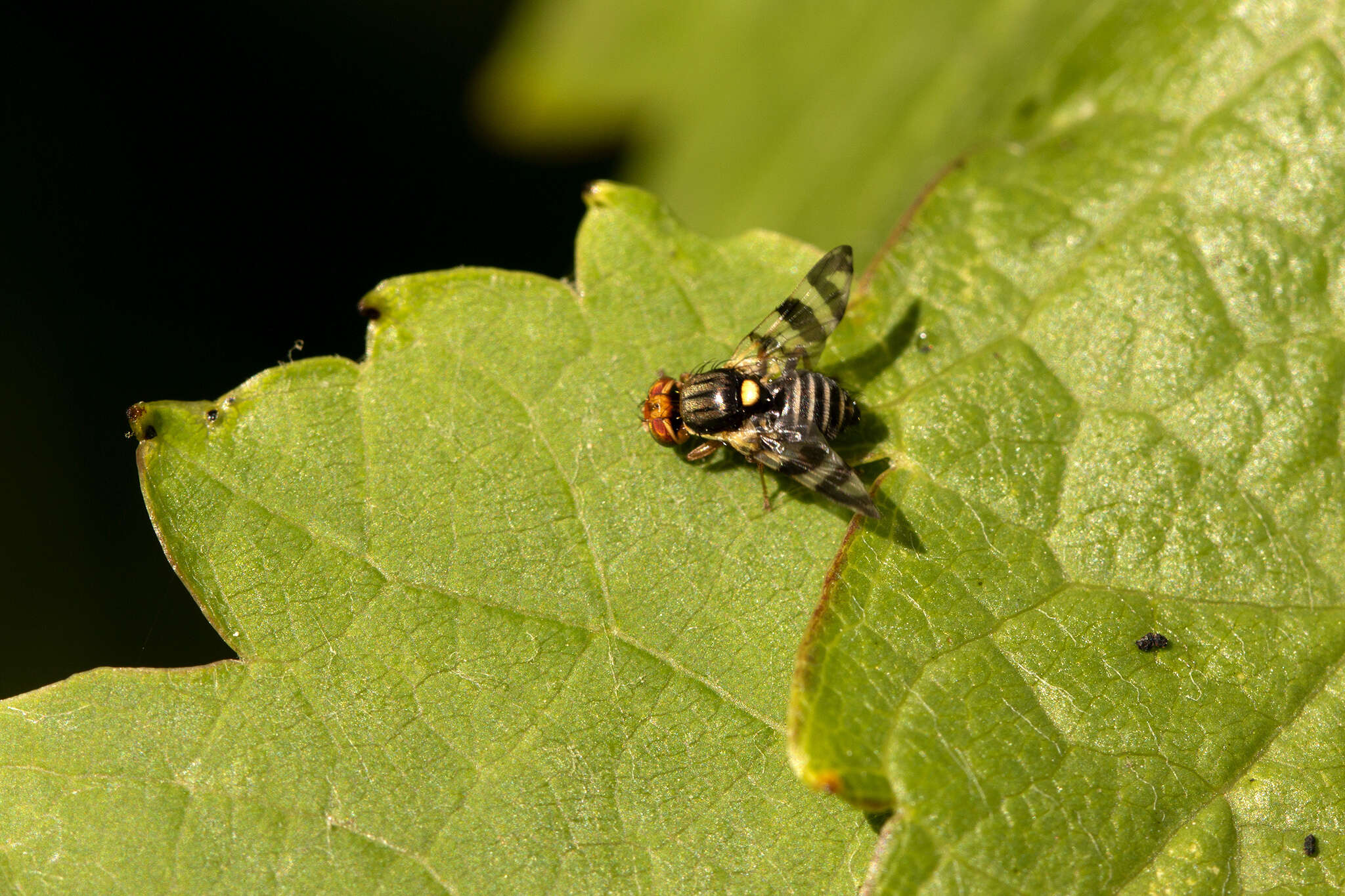 Image of cherry fruit fly