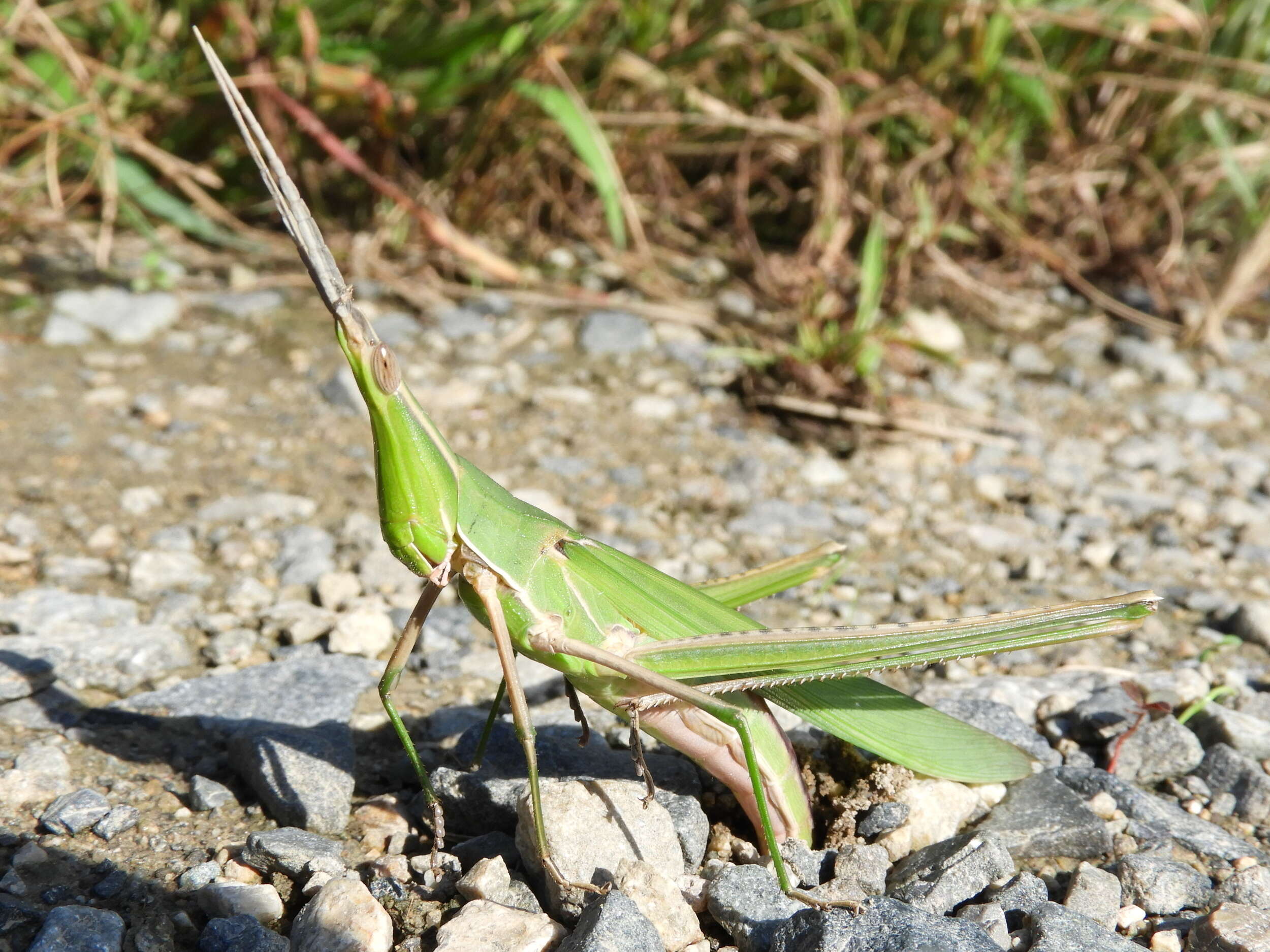 Image of Chinese Grasshopper