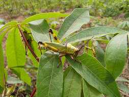 Image of cassava