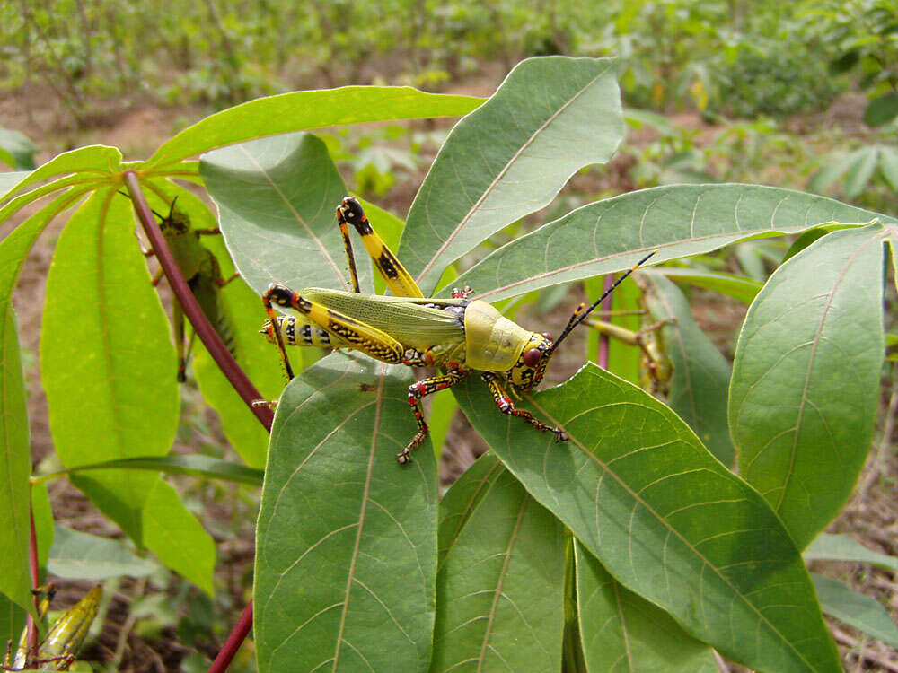 Image of cassava