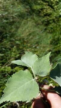 Image of Mountain Ribbon Wood