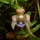 Image of Dichaea squarrosa Lindl.