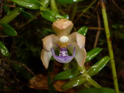 Image of Dichaea squarrosa Lindl.