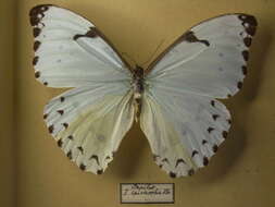 Imagem de Morpho epistrophus