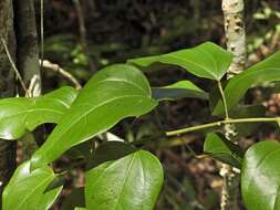 Image of Pachygone ovata (Poir.) J. D. Hook. & Thompson