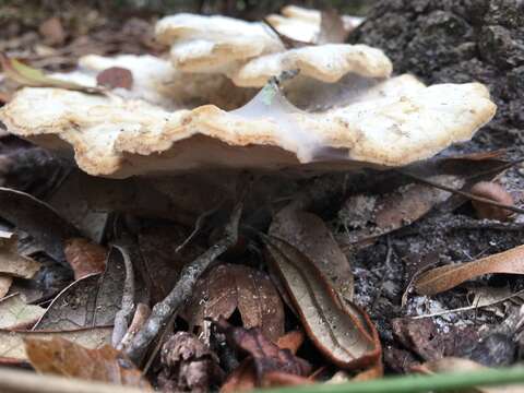 Image of Trametes cubensis (Mont.) Sacc. 1891