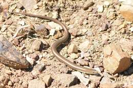 Image of Algerian Three-toed Skink