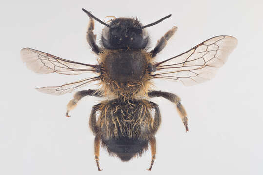 Megachile circumcincta (Kirby 1802) resmi