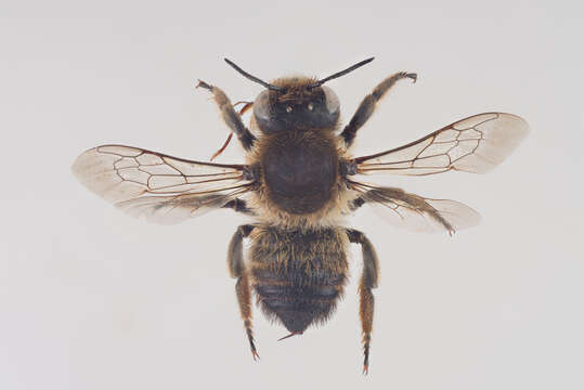 Image of Megachile lagopoda (Linnaeus 1761)