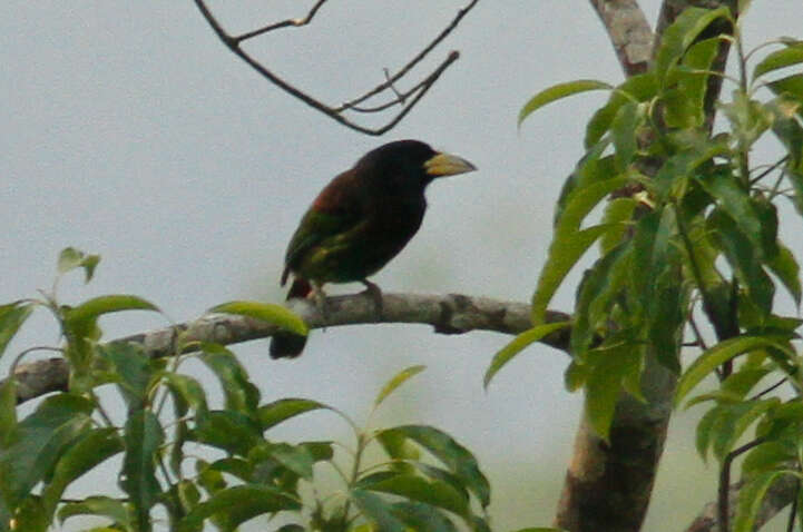 Image of Great Barbet