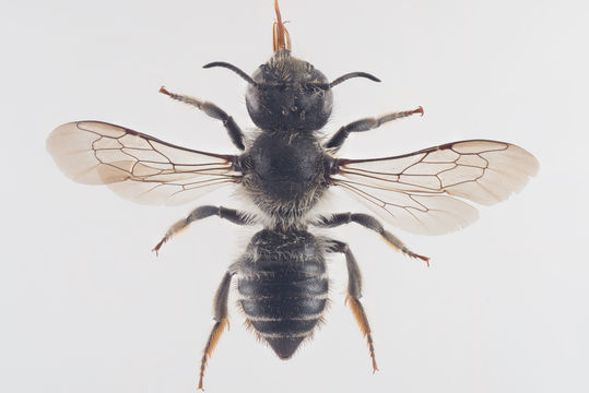 Image of <i>Megachile lapponica</i> Thomson 1872