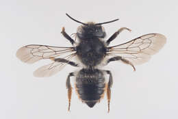 Image de Megachile versicolor Smith 1844