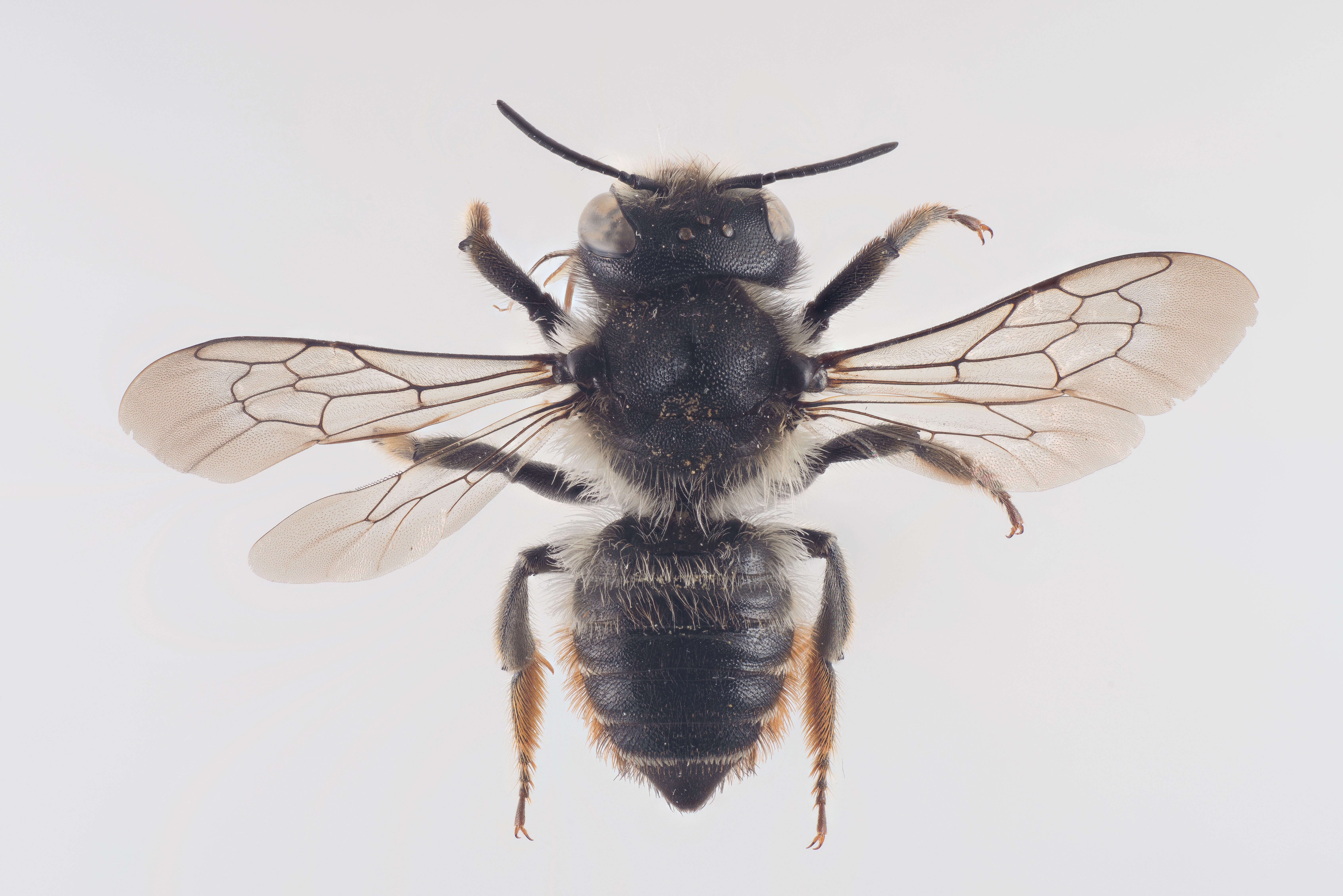 Megachile versicolor Smith 1844的圖片