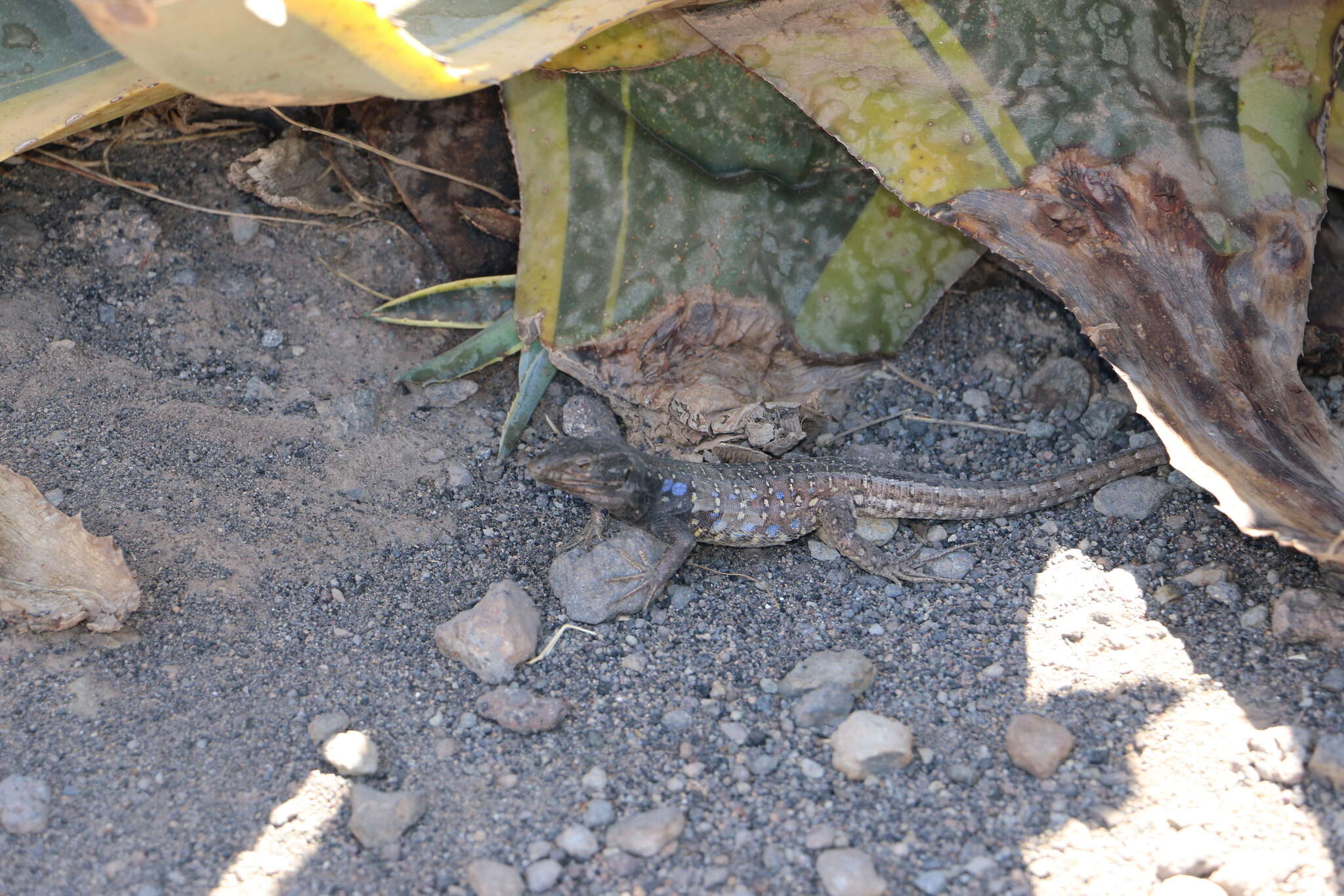 Image of Tenerife Lizard