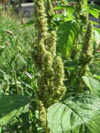 Image of redroot amaranth