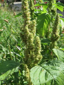 Image of redroot amaranth