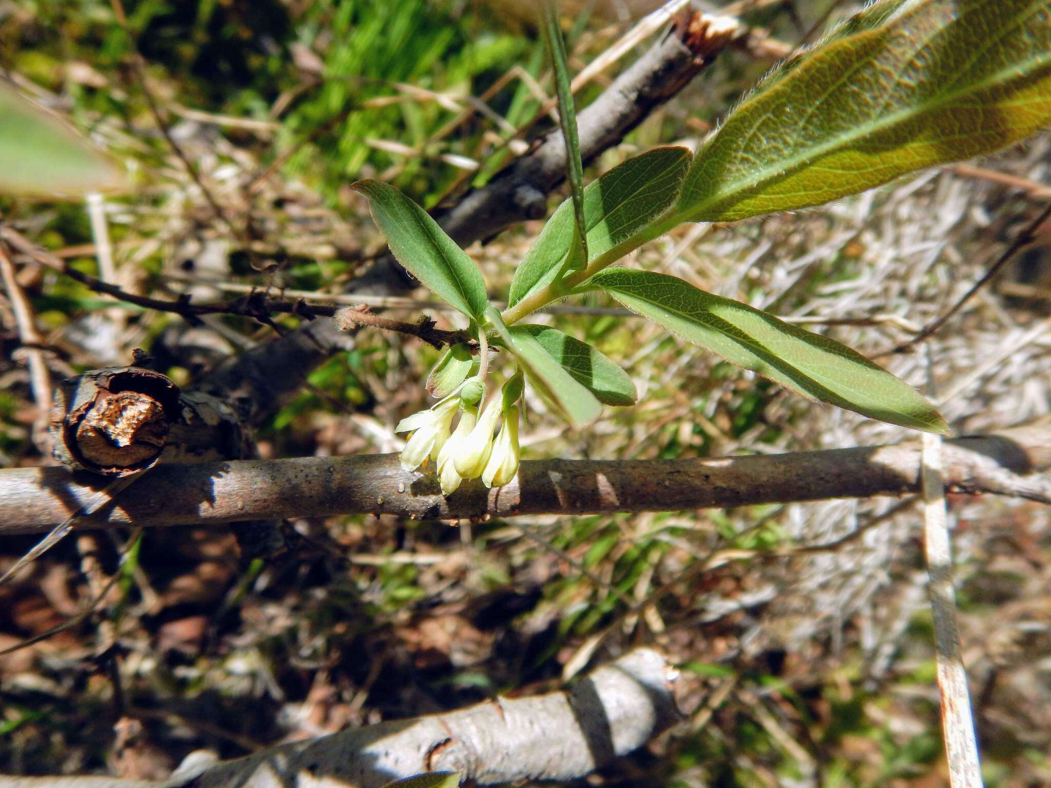 صورة Lonicera villosa (Michx.) Roem. & Schult.