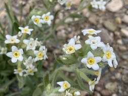 Plancia ëd Oreocarya flavoculata A. Nels.