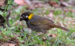 Image of White-eared Ground Sparrow