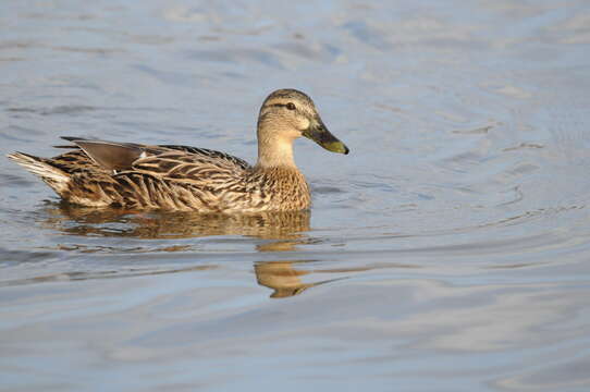 Image of Common Mallard