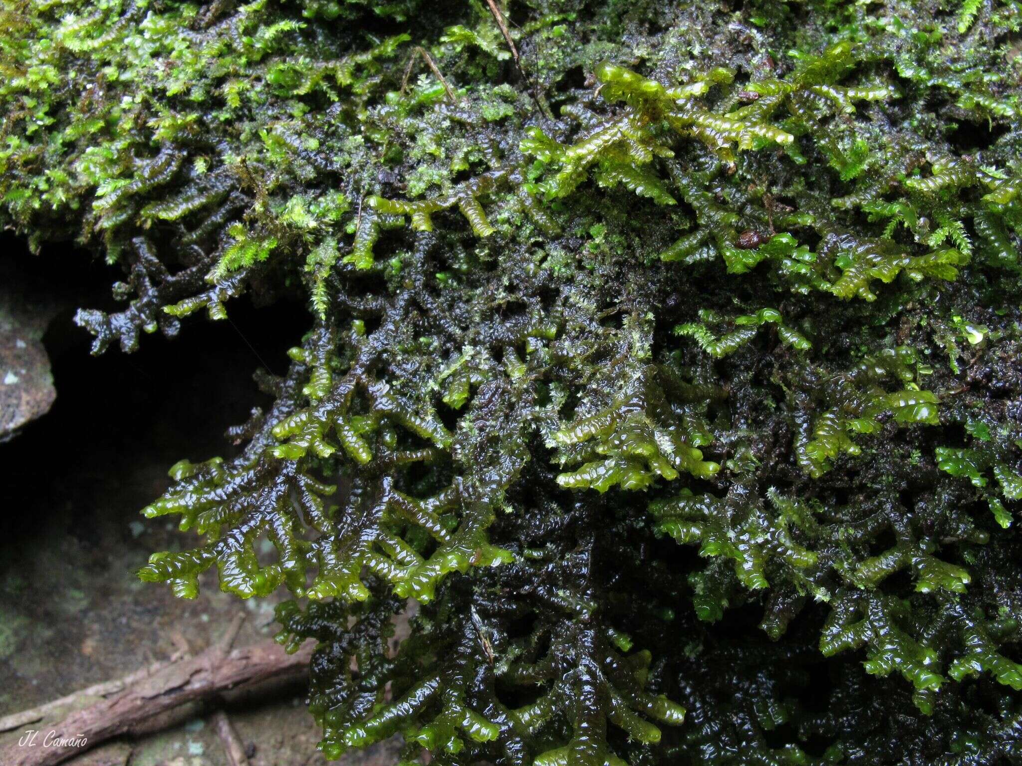 Image of Serbian liverwort