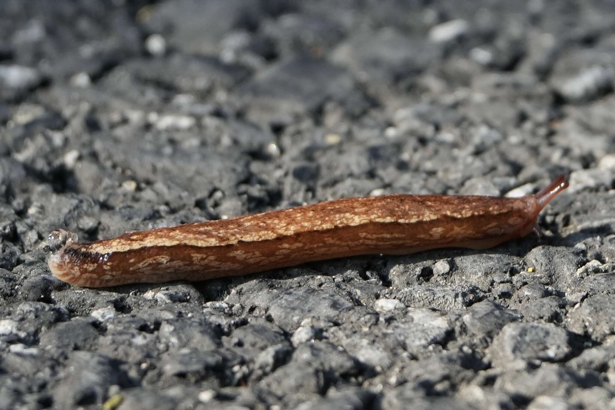 Image of Meghimatium rugosum (D.-N. Chen & Gao 1982)