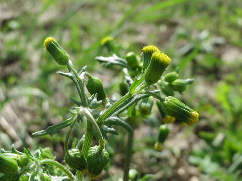 Image of groundsel