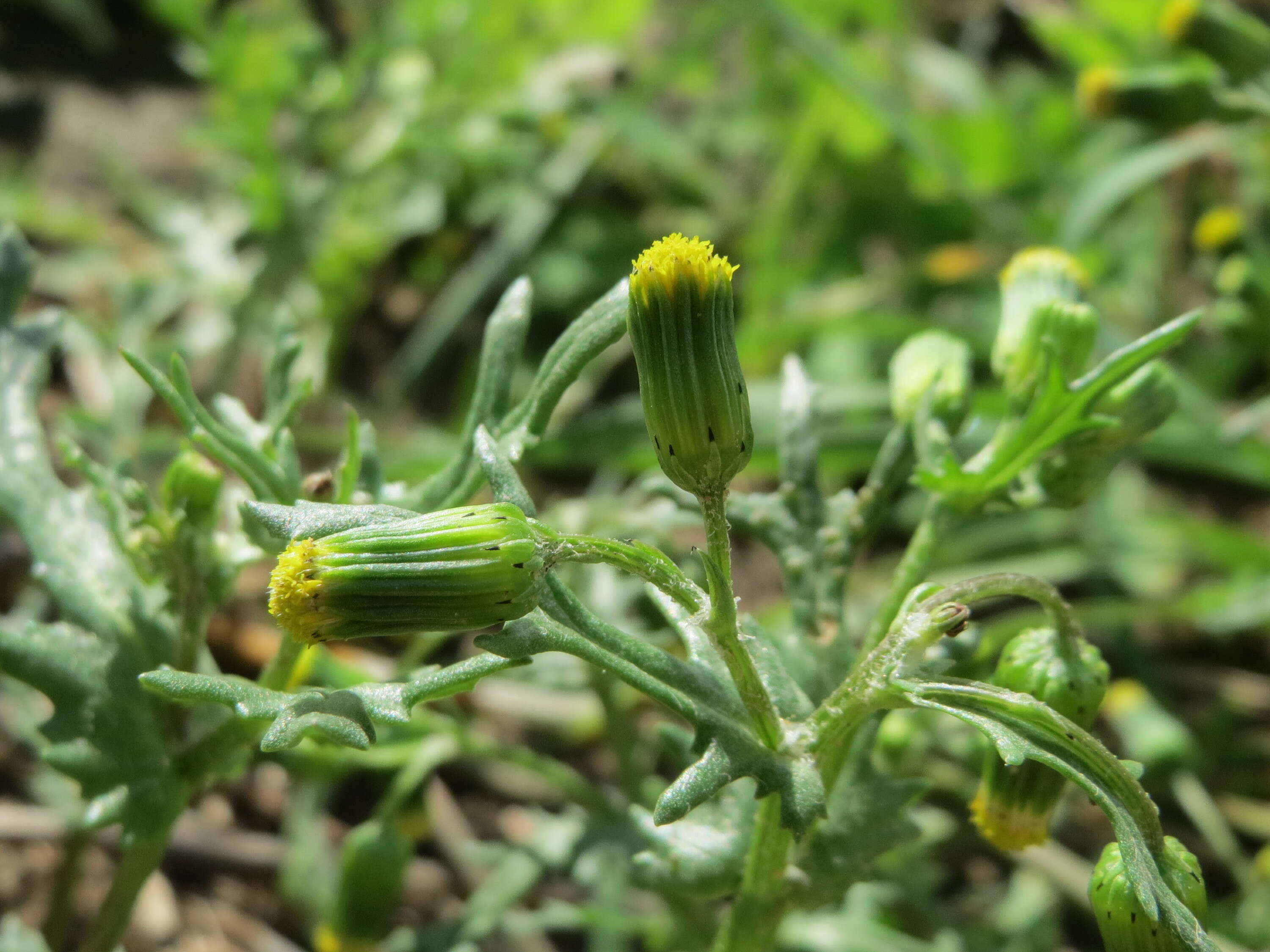 Image of groundsel