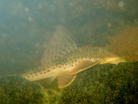 Image of Hypostomus gymnorhynchus (Norman 1926)