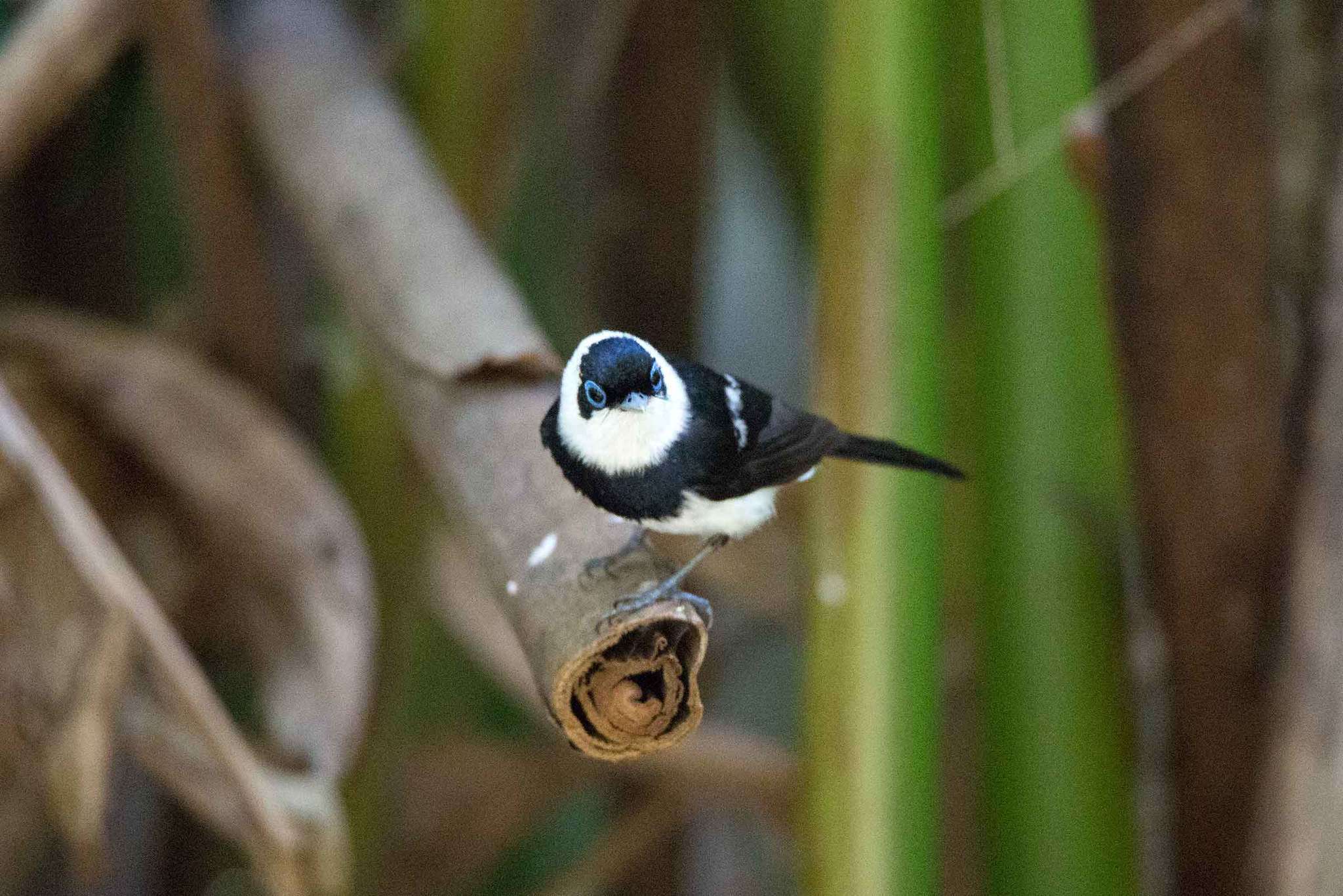 Image of Pied Monarch