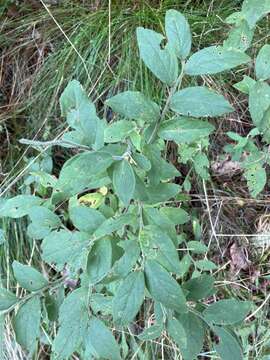 Image de Vaccinium hirsutum Buckl.