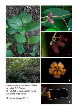 Image of Heterostemma deccanense (Talb.) K. Swarupanandan & J. K. Mangaly