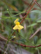 Image of Utricularia triloba Benj.