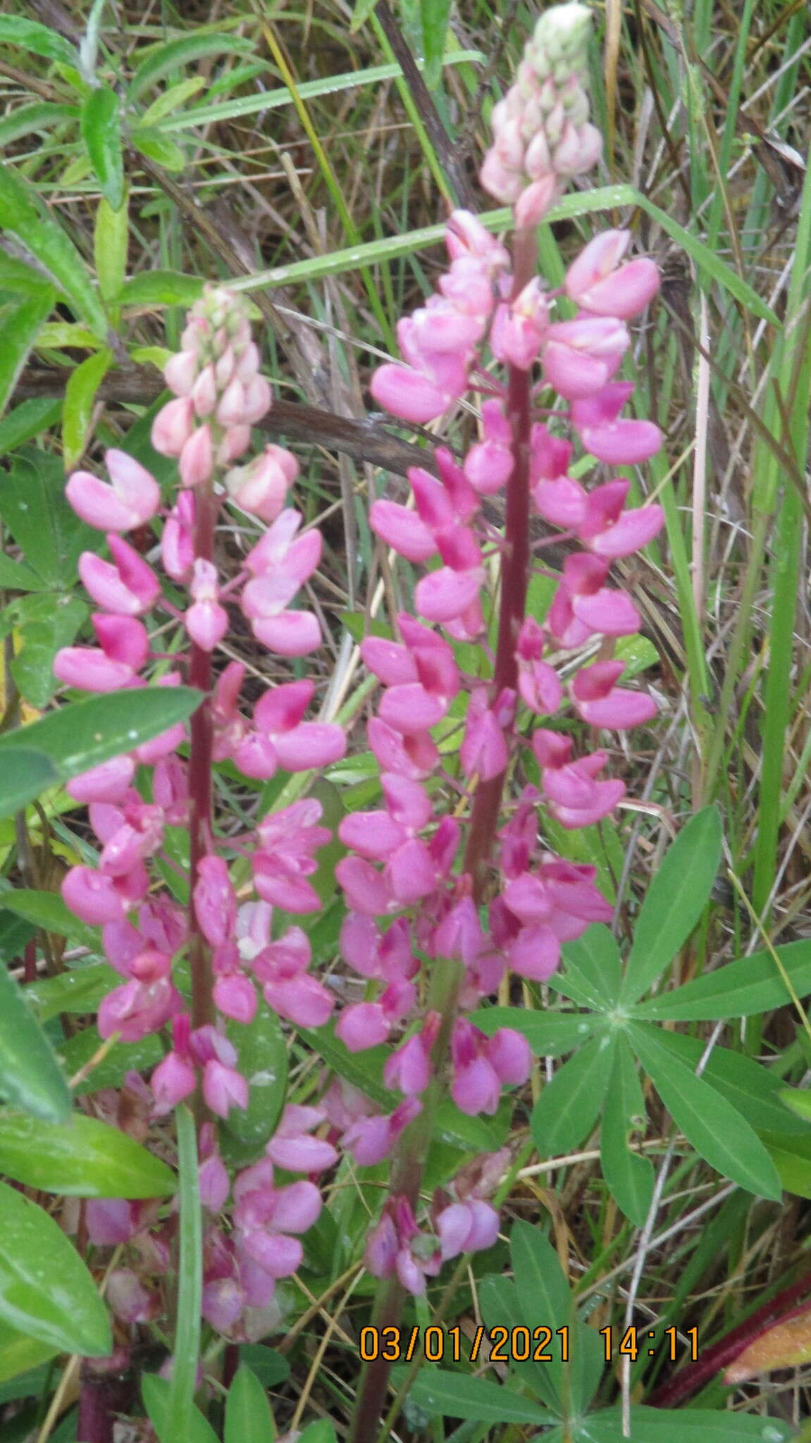 Image of Lupinus regalis Bergmans