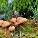 Image of Gymnopilus odini (Fr.) Bon & P. Roux 2002