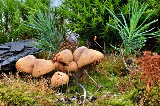 Слика од Gymnopilus odini (Fr.) Bon & P. Roux 2002