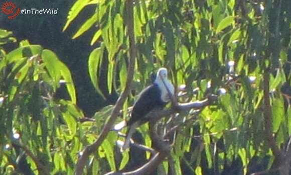 Image of Black-banded Fruit Dove