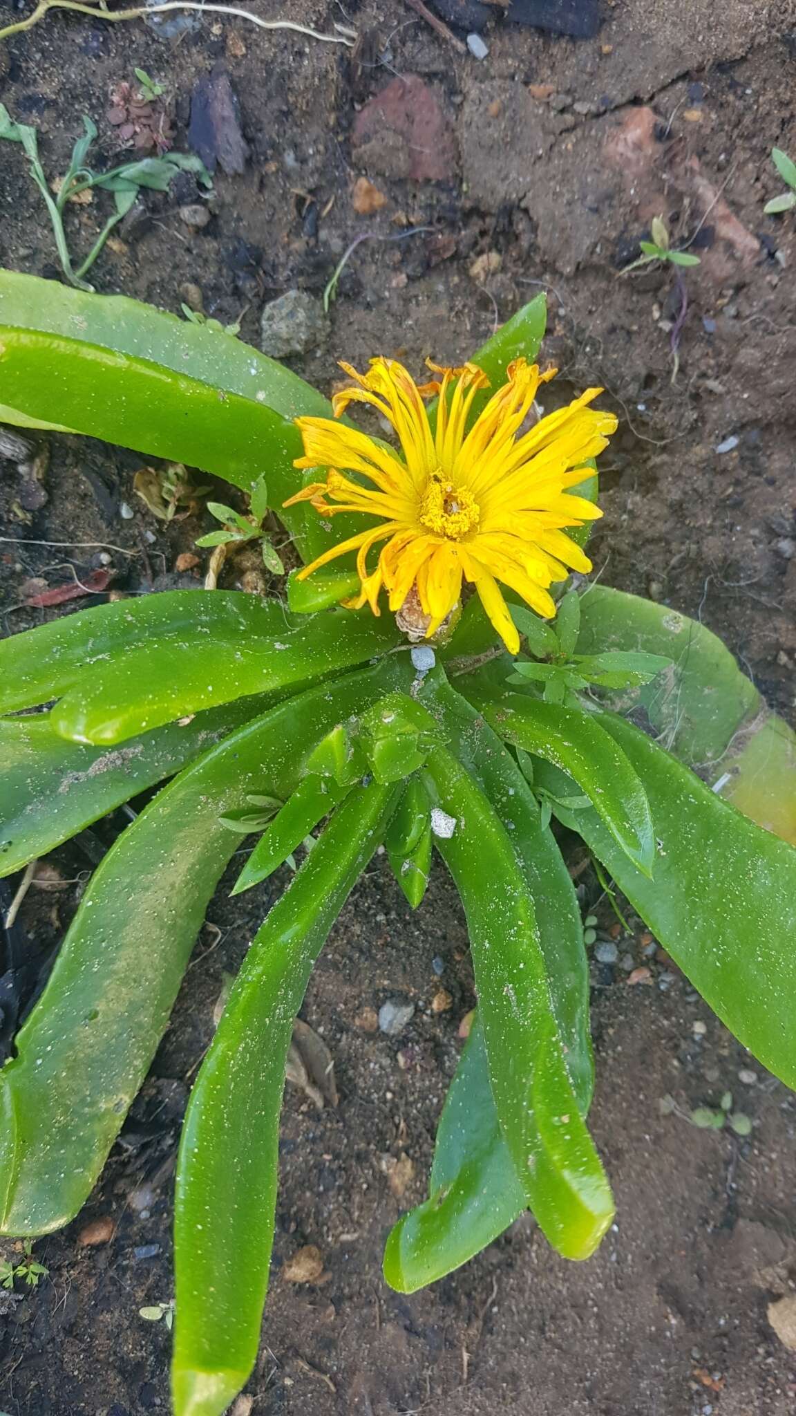 Image of Glottiphyllum longum (Haw.) N. E. Br.