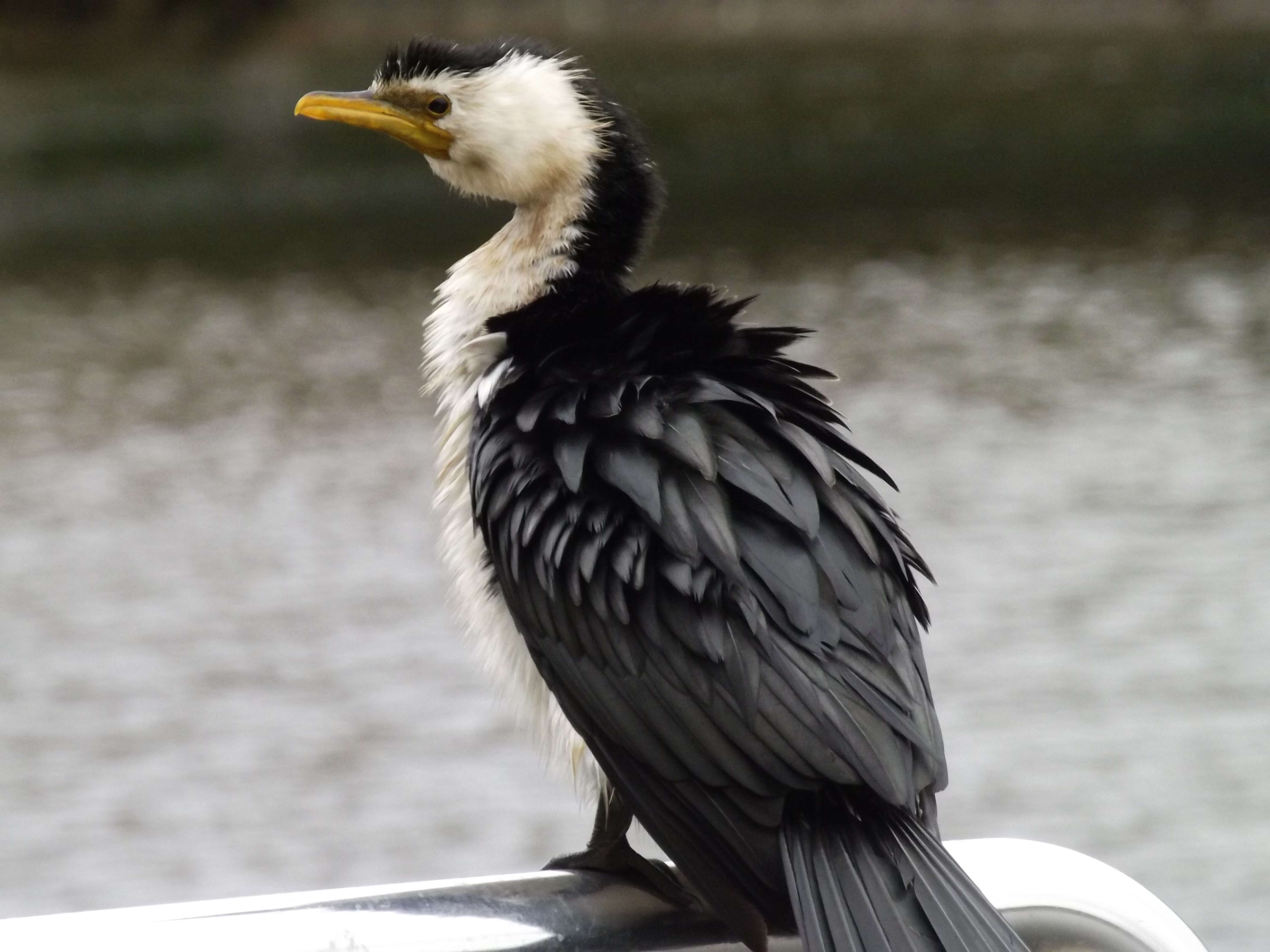 Image of Little Pied Cormorant