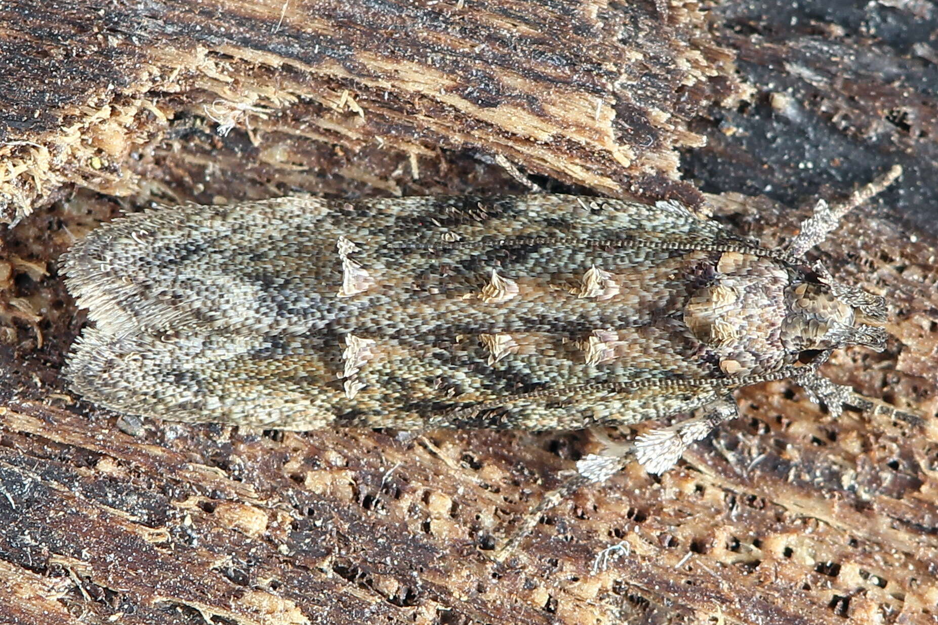 Image of Psoricoptera gibbosella Zeller 1839