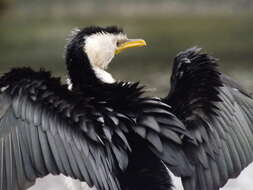 Image of Little Pied Cormorant