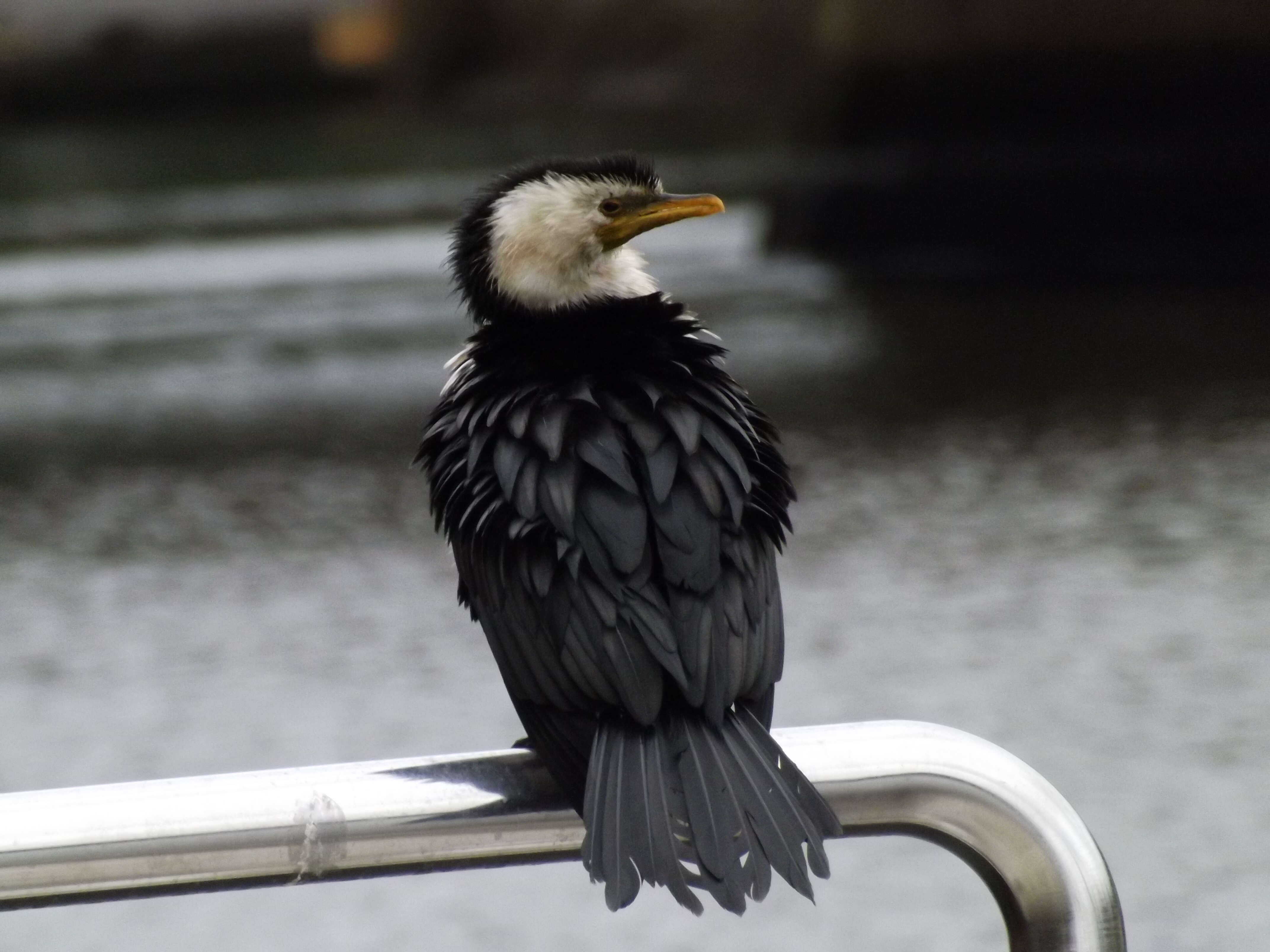 Image of Little Pied Cormorant