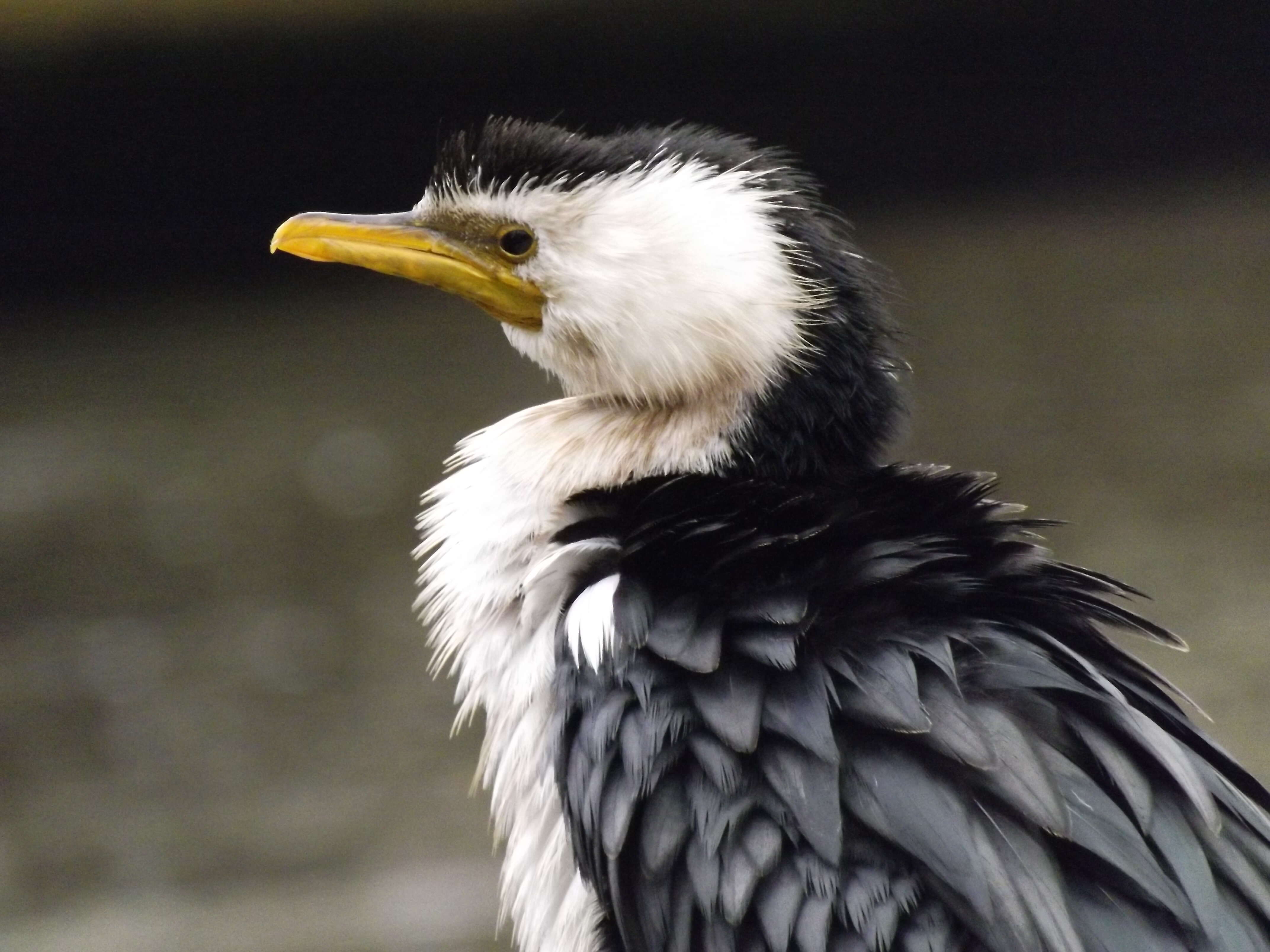 Image of Little Pied Cormorant