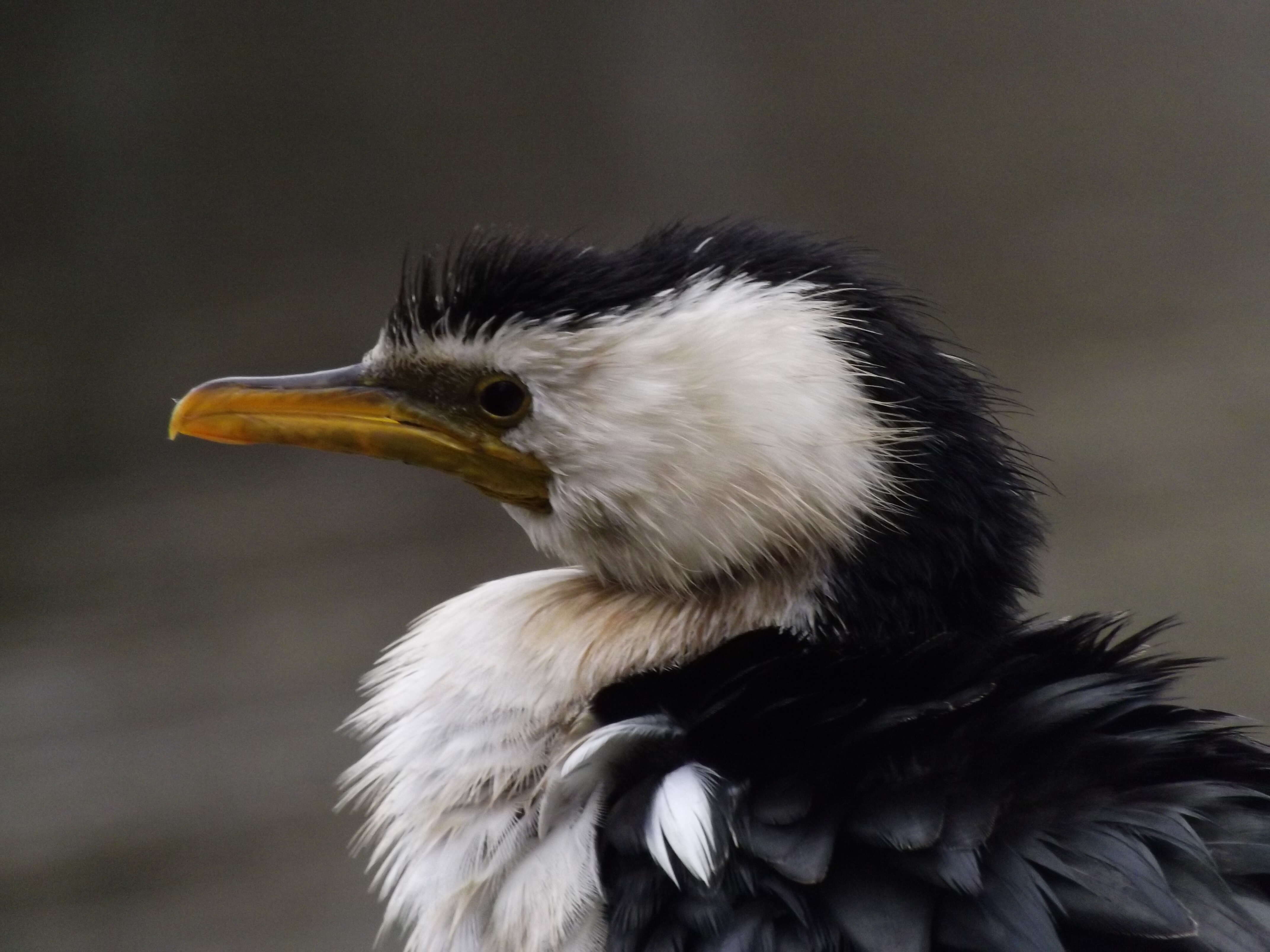 Image of Little Pied Cormorant